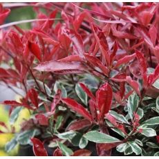 Photinia x fraseri ´Pink Marble´