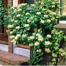 Lonicera japonica 'Halliana'