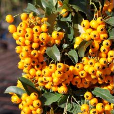 Pyracantha ´Golden Charmer´