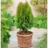 Thuja Orientalis ´Aurea Nana´