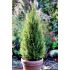 Picea Glauca ´Conica´