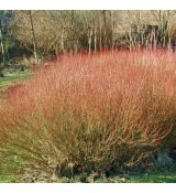 Salix purpurea ´Nana-Gracilis´