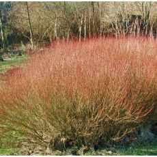 Salix purpurea ´Nana-Gracilis´