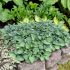 Hosta 'Blue Mouse Ears´