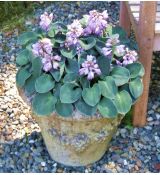 Hosta 'Blue Mouse Ears´