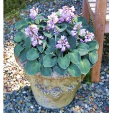 Hosta 'Blue Mouse Ears´