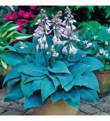 Hosta 'Halcyon Blue'