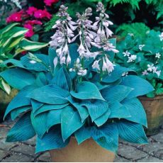 Hosta 'Halcyon Blue'