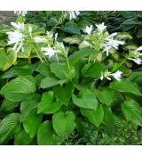 Hosta Plantaginea 'Grandiflora'