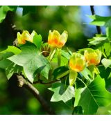 Liriodendron tulipifera