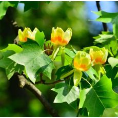 Liriodendron tulipifera