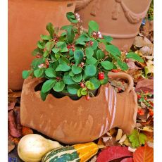 Gaultheria Procumbens