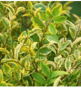 Ligustrum ovalifolium ´Aureovariegata´