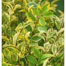 Ligustrum ovalifolium ´Aureovariegata´