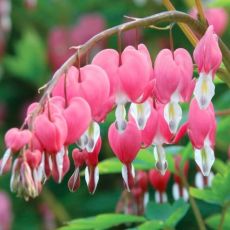 Dicentra spectabilis