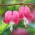 Dicentra spectabilis