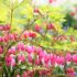 Dicentra spectabilis