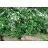 Cotoneaster hybrid ´Bella´