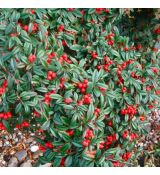 Cotoneaster hybrid ´Bella´