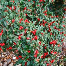 Cotoneaster hybrid ´Bella´