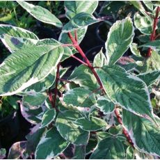 Cornus alba ´Sibirica Variegata´