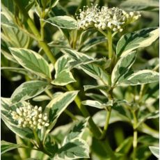 Cornus sericea ´White Gold´