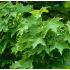 Acer platanoides ´Globosum´