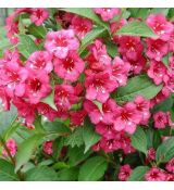 Weigela florida ´Bristol Ruby´