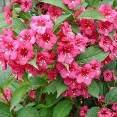 Weigela florida ´Bristol Ruby´