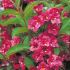 Weigela florida ´Bristol Ruby´