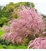 Tamarix ramosissima 'Pink Cascade´