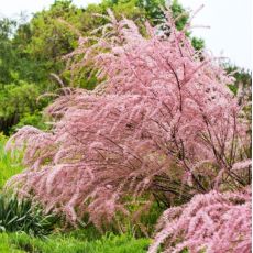 Tamarix ramosissima 'Pink Cascade´