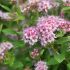 Spiraea japonica 'Little Princess'