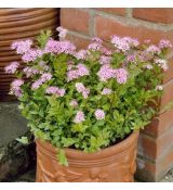 Spiraea japonica 'Little Princess'