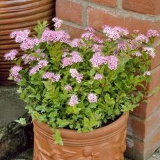 Spiraea japonica 'Little Princess'