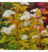 Spiraea Vanhouttei ´Gold Fountain´