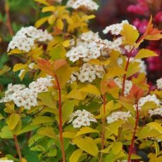 Spiraea Vanhouttei ´Gold Fountain´