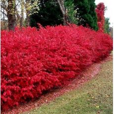 Euonymus alatus