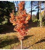 Parrotia persica 'Vanessa'