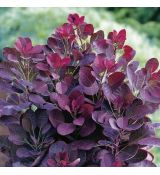 Cotinus coggygria ´Royal Purple´