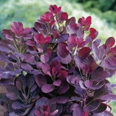 Cotinus coggygria ´Royal Purple´