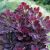 Cotinus coggygria ´Royal Purple´