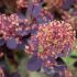 Cotinus coggygria ´Royal Purple´