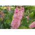 Clethra alnifolia 'Pink Spire'