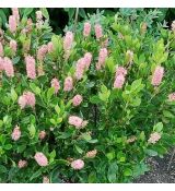 Clethra alnifolia 'Pink Spire'