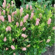 Clethra alnifolia 'Pink Spire'