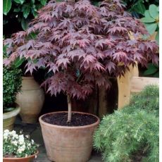 Acer palmatum ´Bloodgood´