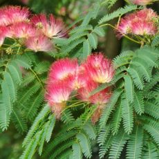 Albizia julibrissin