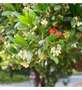 Arbutus unedo