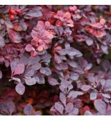 Berberis thunbergii 'Carmen'